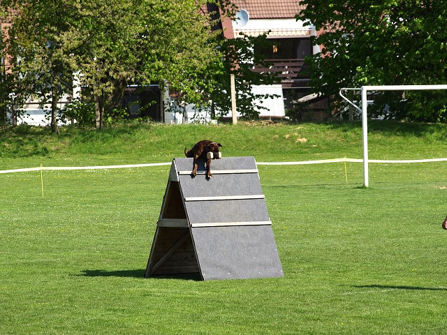 www.atibox.net * www.euroboxer.eu * www.boxergenealogia.eu